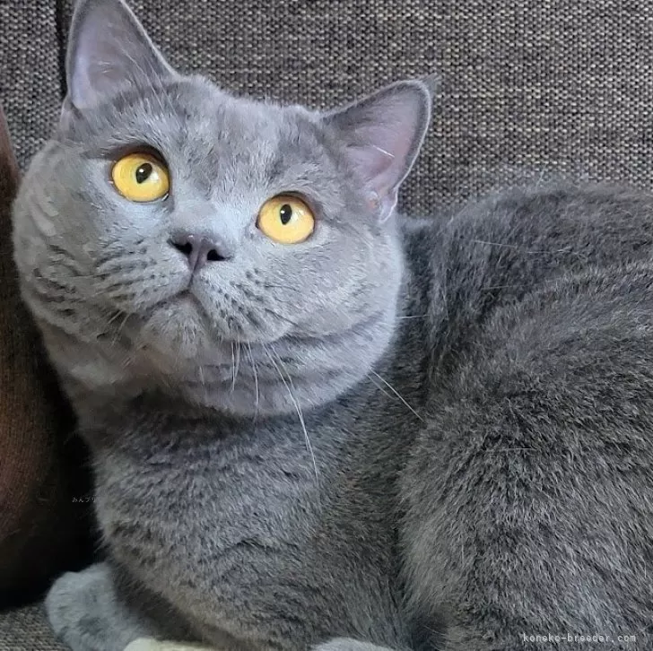 ID:2408-02019の子猫