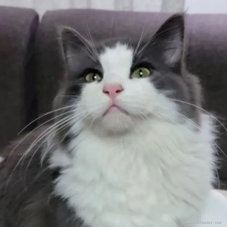 ID：2206-02494の子猫