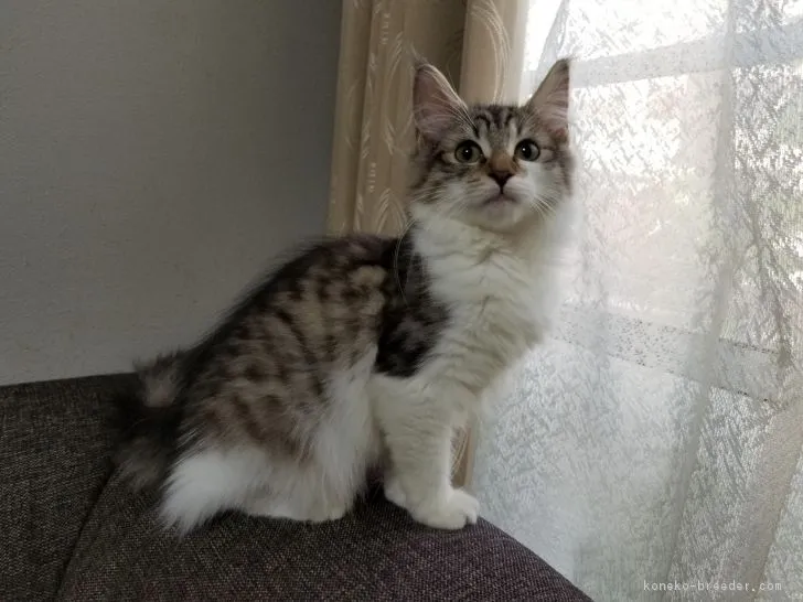 ID：1709-00733の子猫