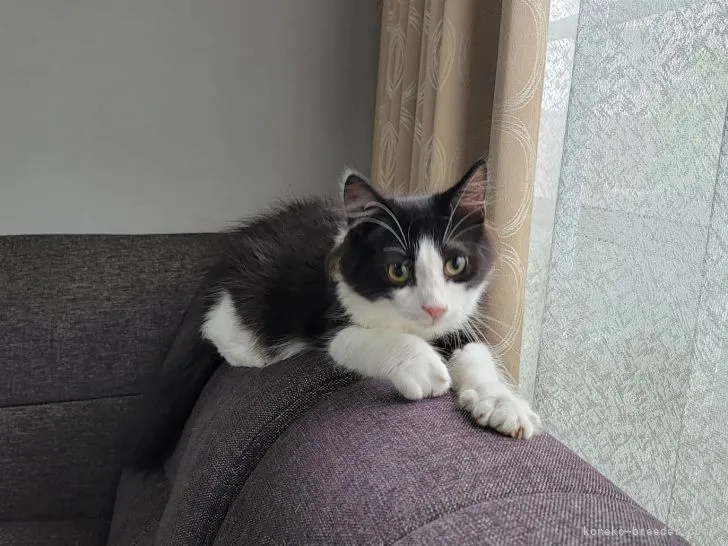 ID：2106-02081の子猫