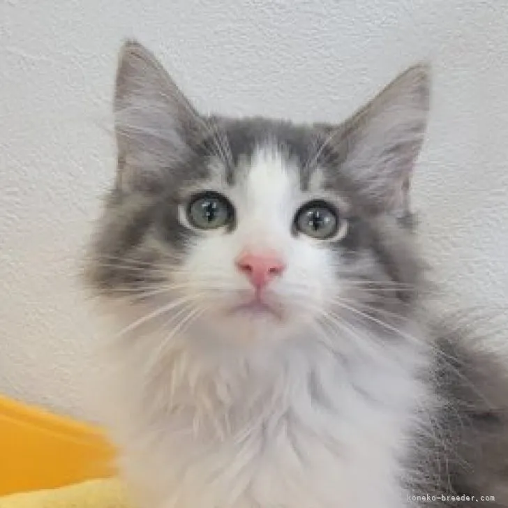 ID:2306-00602の子猫