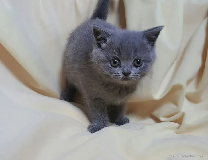 ID:1611-00488の子猫