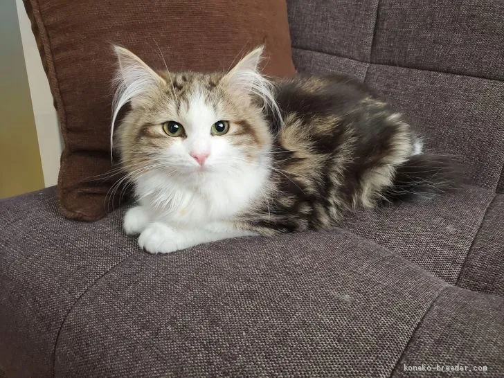 ID：2004-01620の子猫