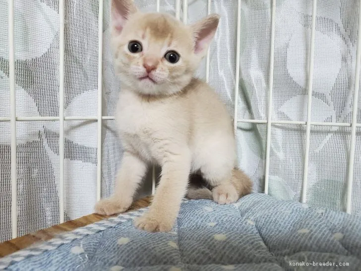 ID:2006-00277の子猫