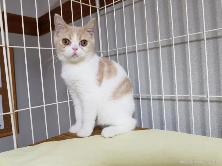 ID：1709-00731の子猫