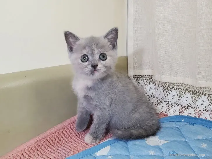 ID：2008-01597の子猫