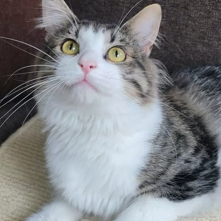 ID：2408-02014の子猫