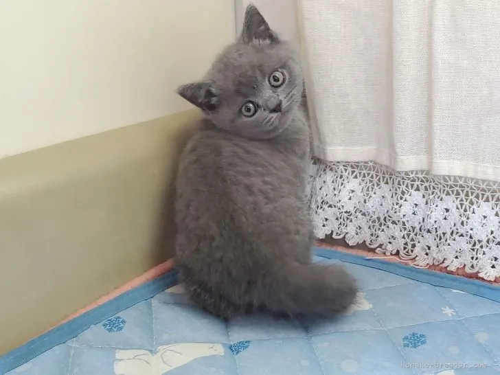 ID:2103-01324の子猫