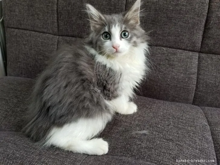 ID：1709-00939の子猫