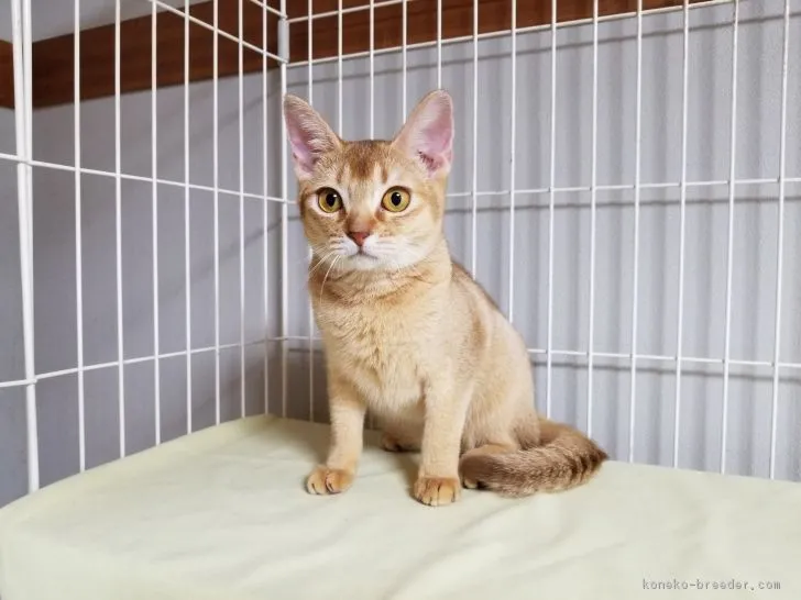 ID：1708-01126の子猫