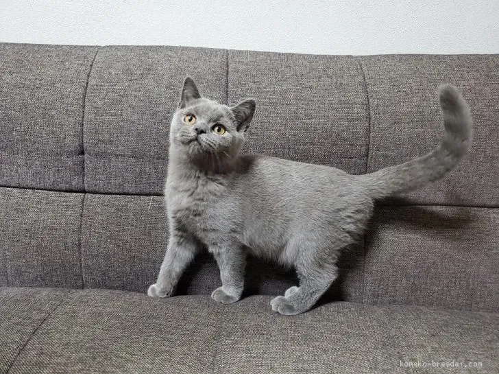 ID:2008-01594の子猫