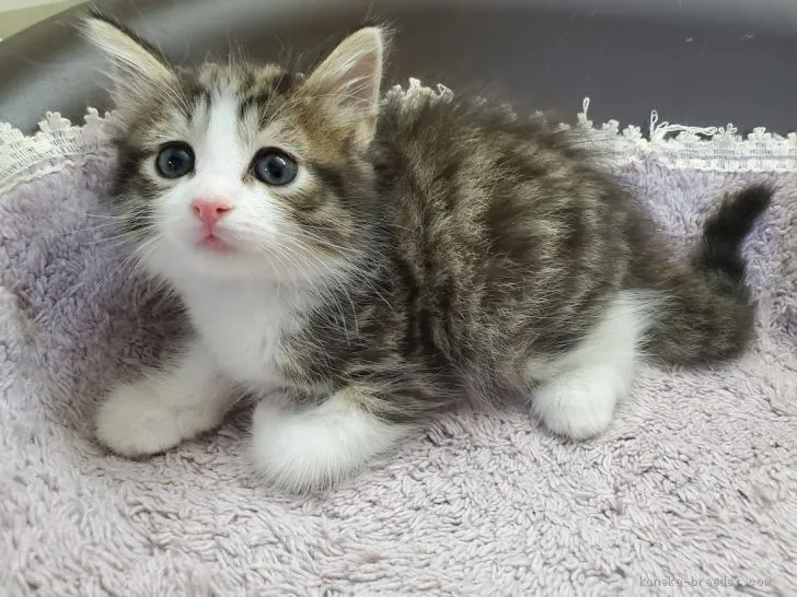 ID：2005-01515の子猫