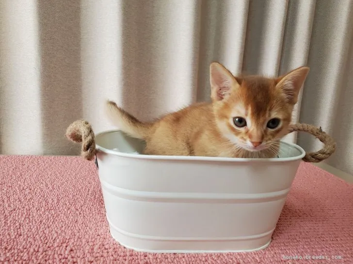 ID:2003-01299の子猫