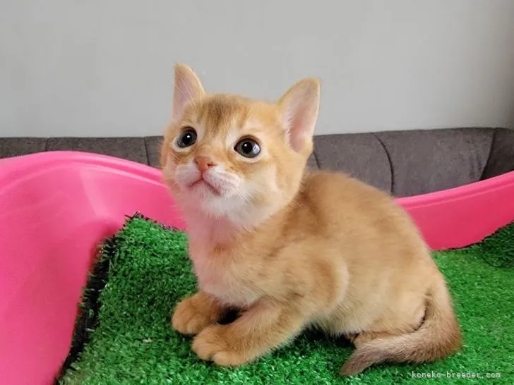 ID:2204-00358の子猫