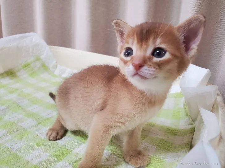 ID:2101-01426の子猫