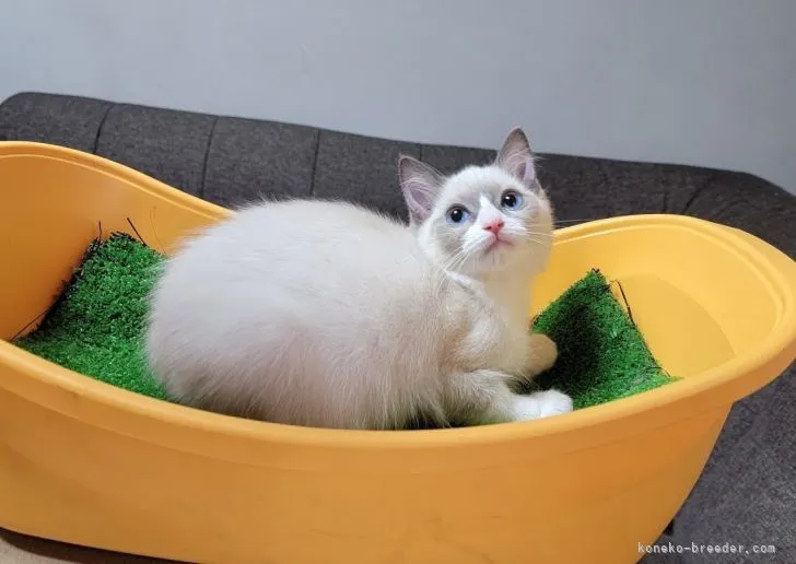 ID：2106-01780の子猫