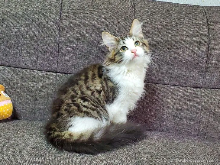 ID:1912-00995の子猫