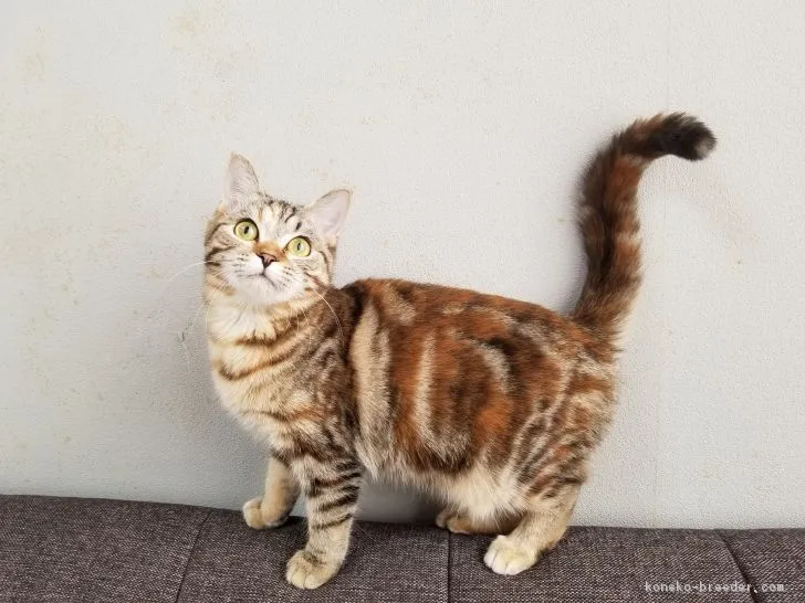 ID:1801-00141の子猫