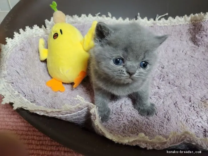 ID：2005-01519の子猫