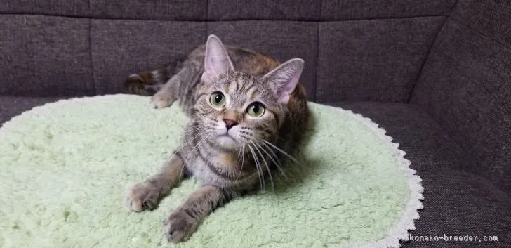 ID：1810-01329の子猫