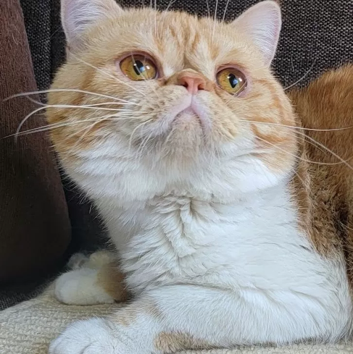 H.O 様のお迎えした子猫