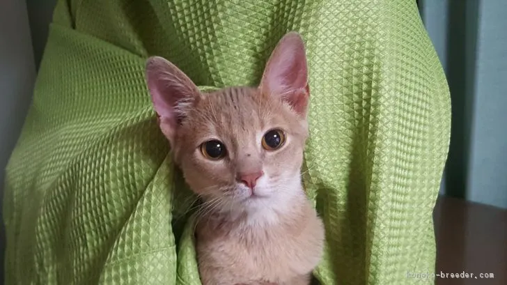 ID：1705-00662の子猫