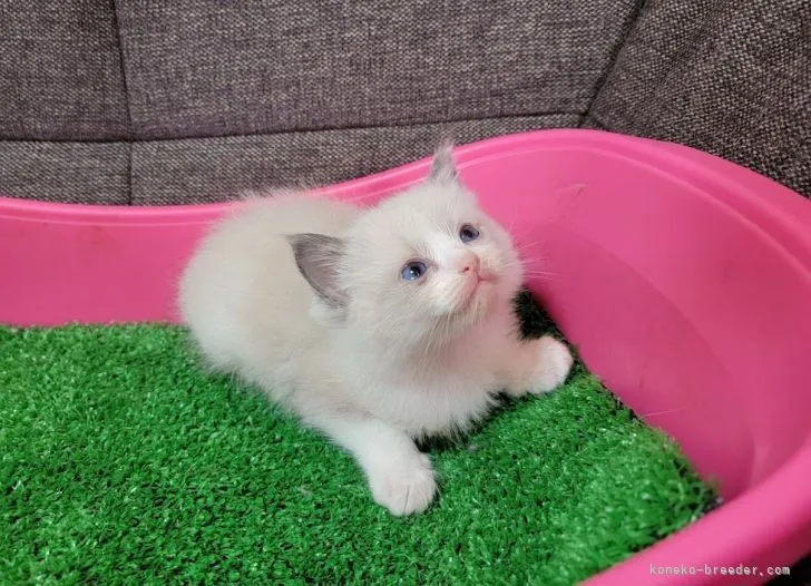 ID：2110-02127の子猫