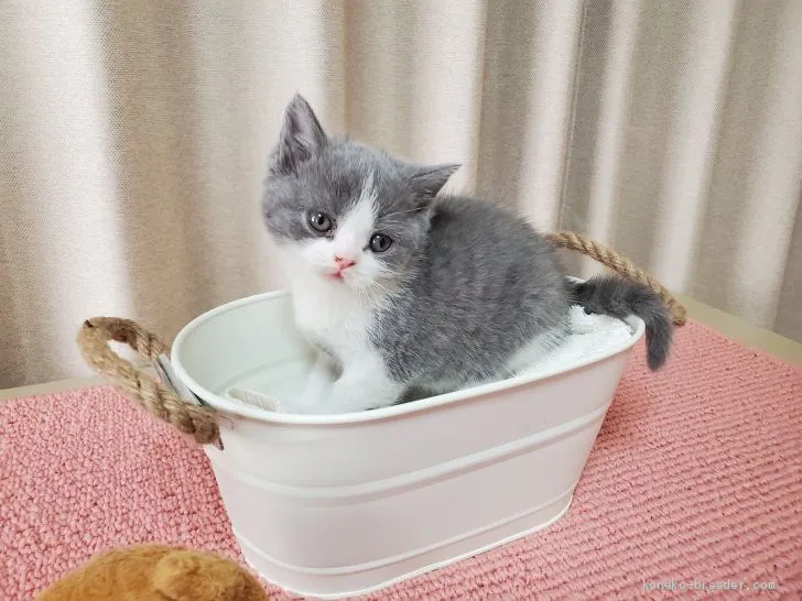 ID：2003-00820の子猫