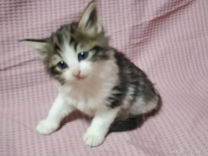 ID：1912-00886の子猫