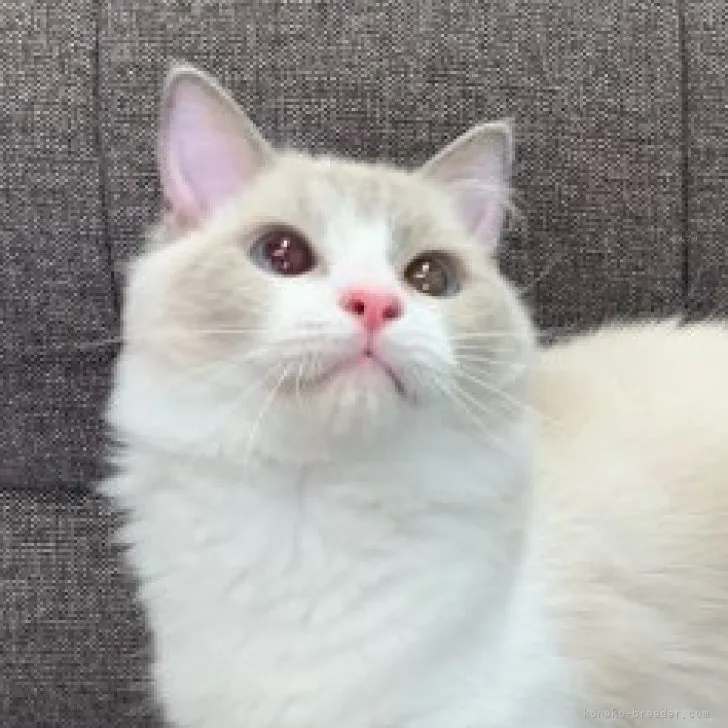 ID:2302-01081の子猫