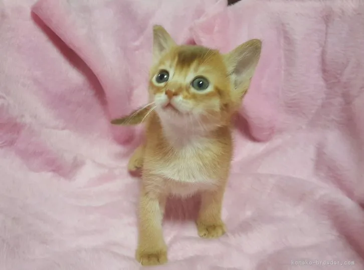 ID:1611-00481の子猫