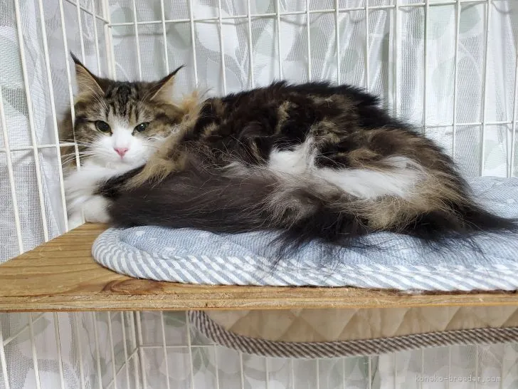 ID：2004-01186の子猫