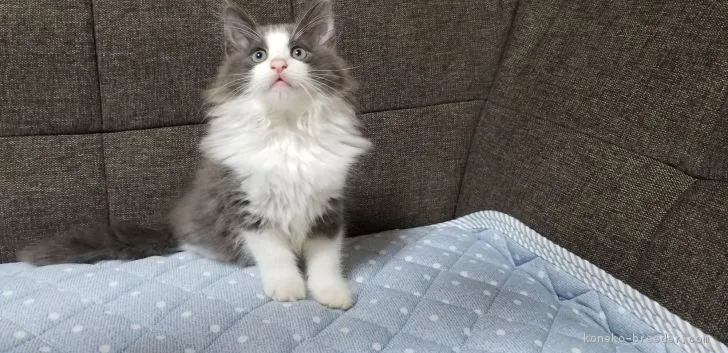 ID：1810-00672の子猫