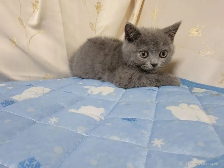 ID：2204-02858の子猫