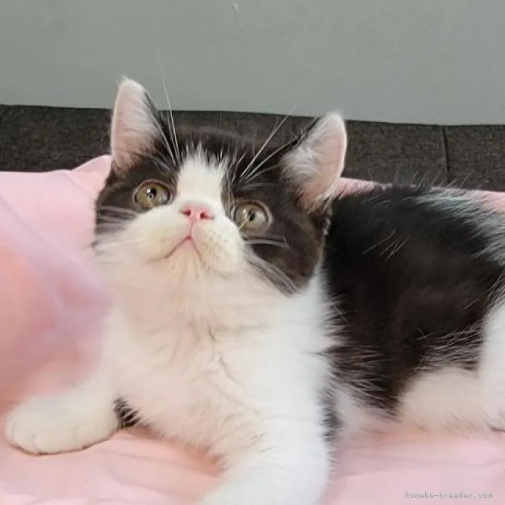 ID：2206-01548の子猫