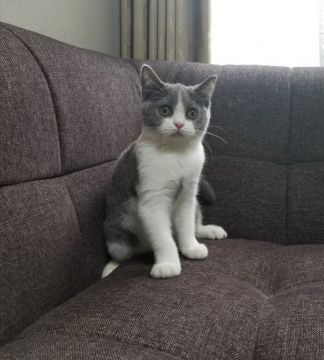 ブリティッシュショートヘア【埼玉県・男の子・2017年3月22日・ブルー&ホワイト】の写真「父猫はACCグランドチャンピオンの優秀な血統」