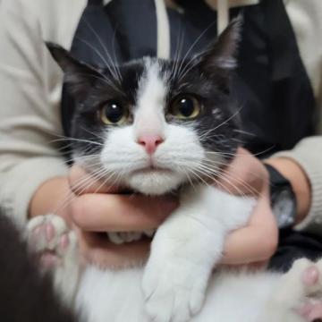 マンチカン(短足)【埼玉県・女の子・2022年7月25日・ブラック&ホワイト】の写真「かわいい短足の女の子です」