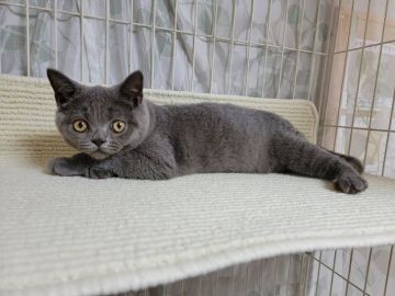 ブリティッシュショートヘア【埼玉県・男の子・2021年3月28日・ブルー】の写真「父猫はACCのダブルグランドチャンピオン」