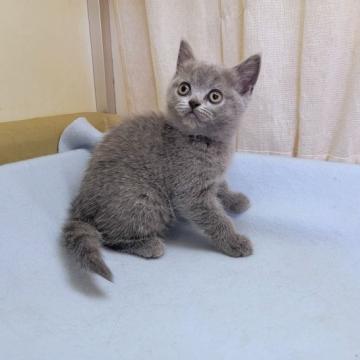 ブリティッシュショートヘア【埼玉県・女の子・2022年8月28日・ブルー】の写真「父猫はACCのダブルグランドチャンピオン」