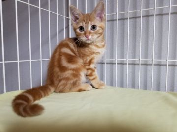 マンチカン【埼玉県・男の子・2017年6月10日・レッドタビー】の写真「父猫はACCダブルグランドCHの素晴らしい血統」