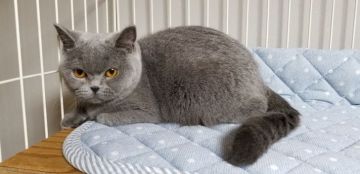 ブリティッシュショートヘア【埼玉県・女の子・2017年5月25日・ブリティッシュブルー】の写真「父猫はACCダブルグランドチャンピオンの優良血統！」