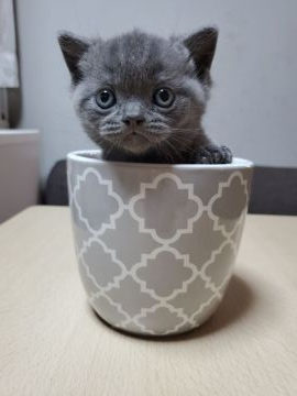 ブリティッシュショートヘア【埼玉県・男の子・2019年11月23日・ブリティッシュブルー】の写真「腕白そうな可愛い男の子です。」