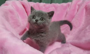 ブリティッシュショートヘア【埼玉県・女の子・2016年10月1日・ブルー】の写真「父猫はACCダブルグランドチャンピオンの優秀な血統」