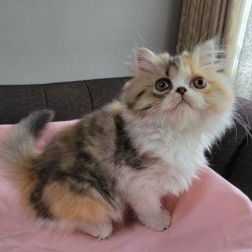 エキゾチックショートヘア【埼玉県・女の子・2022年5月10日・キャリコ】の写真「母猫はACCのチャンピオンをとった優秀な血統です」