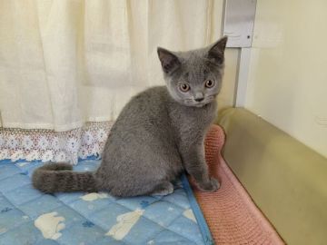 ブリティッシュショートヘア【埼玉県・男の子・2021年3月28日・ブルー】の写真「父猫はACCのダブルグランドチャンピオン」