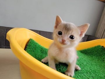 アビシニアン【埼玉県・男の子・2022年2月24日・フォーン】の写真「フォーンのかわいい男の子です。」