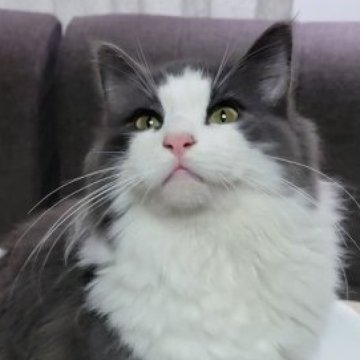ノルウェージャンフォレストキャット【埼玉県・男の子・2022年4月24日・ブルー&ホワイト】の写真「父猫はACCのダブルグランドチャンピオンです！」