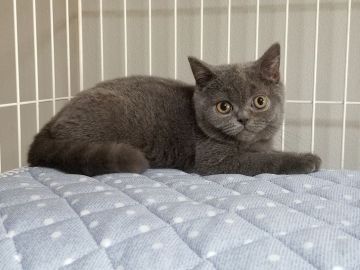ブリティッシュショートヘア【埼玉県・男の子・2017年5月25日・ブリティッシュブルー】の写真「両親はACCチャンピオンの最高血統です。。」