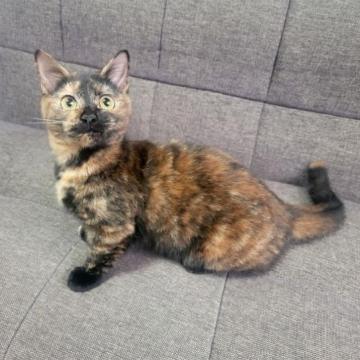 マンチカン(短足)【埼玉県・女の子・2022年5月17日・トーティ】の写真「父親はACC グランドチャンピオンです」