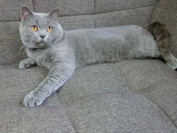 ブリティッシュショートヘア【埼玉県・男の子・2017年3月9日・ブルー】の写真「両親ともにACCグランドCHの素晴らしい血統です。」